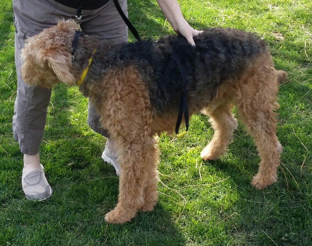 MURPHY AZ ADOPTED Southwest Airedale Terrier Rescue