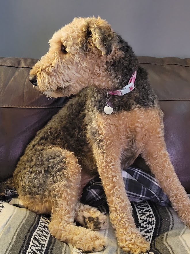 Daisy – Arizona – ADOPTED | Southwest Airedale Terrier Rescue