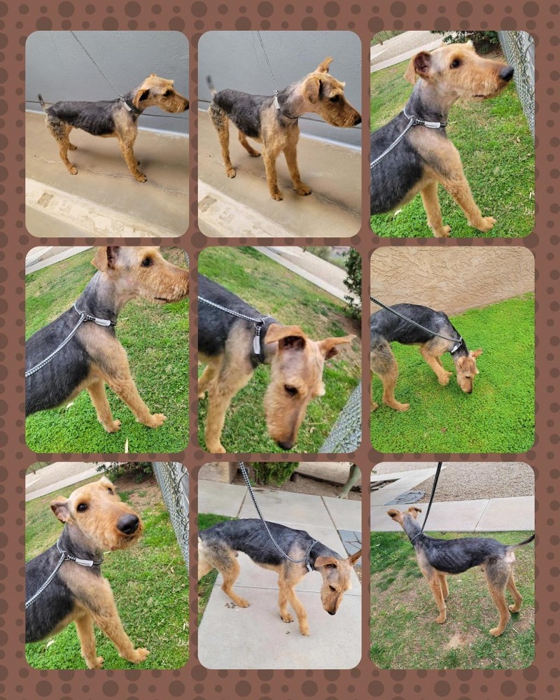 Picture of Trigger – Arizona – ADOPTED | Southwest Airedale Terrier Rescue