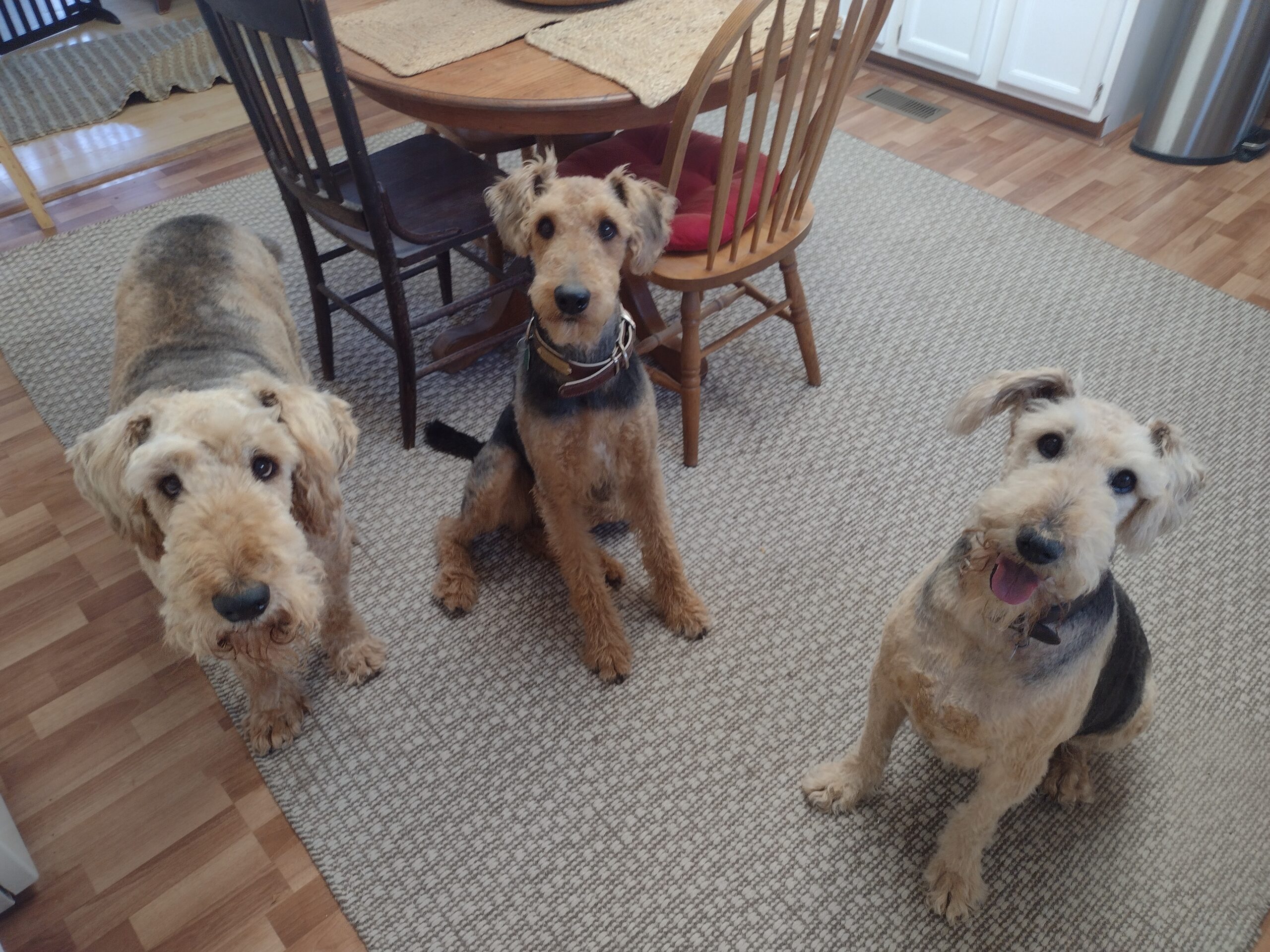 20TH ANNUAL CHRISTMAS AIREDALE WALK | Southwest Airedale Terrier Rescue